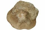 Miocene Fossil Echinoid (Clypeaster) - Taza, Morocco #136864-3